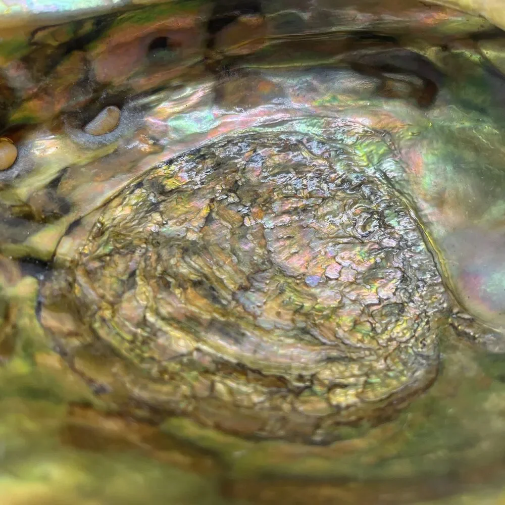 Vintage Iridescent Abalone Shell Trinket Candy Dish Footed Bowl Natural Decor
